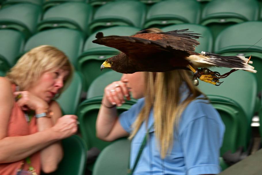 Una poiana in volo sui campi di Wimbledon per allontanare i piccioni (Afp)